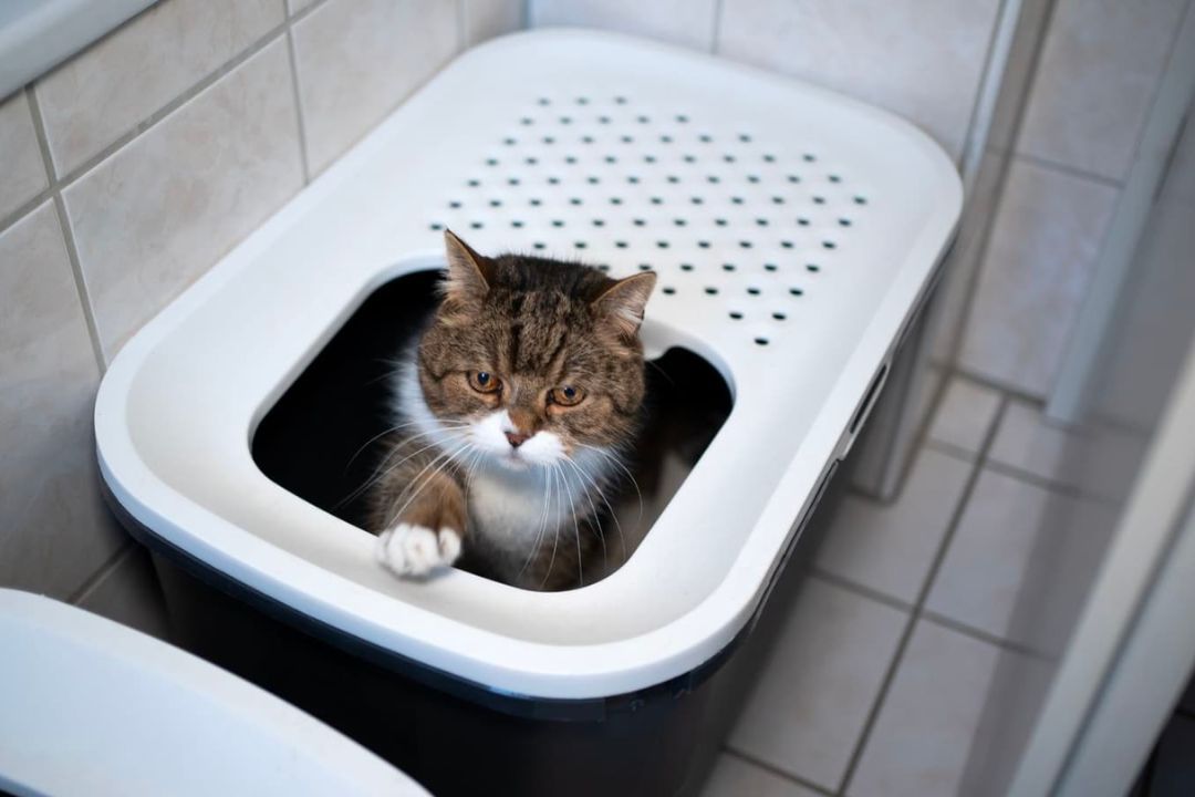 What Should I Do for My Constipated Cat?